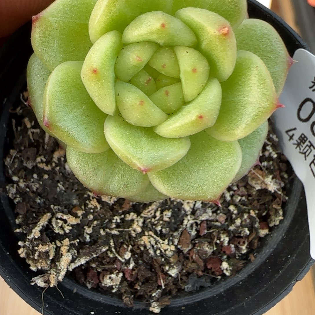 一物一拍麦秆珍妮08171