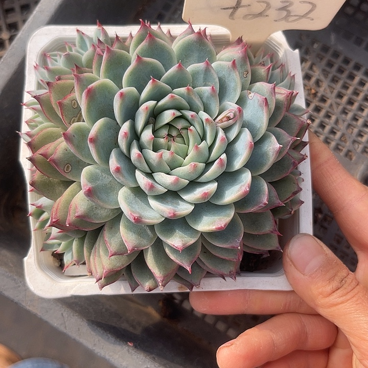 两单包邮，一物一拍232睫毛怪