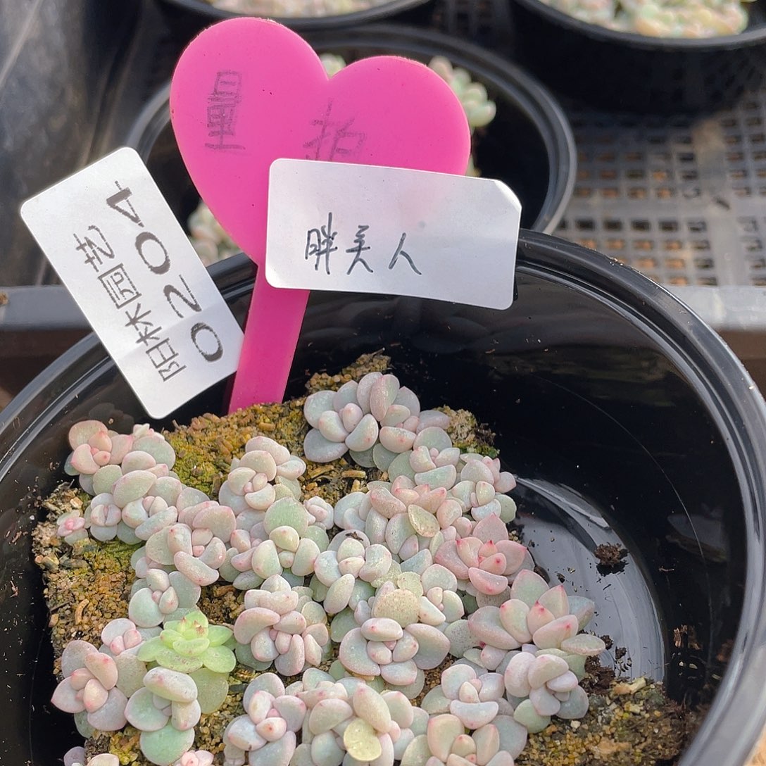 量拍多肉植物多肉植物204