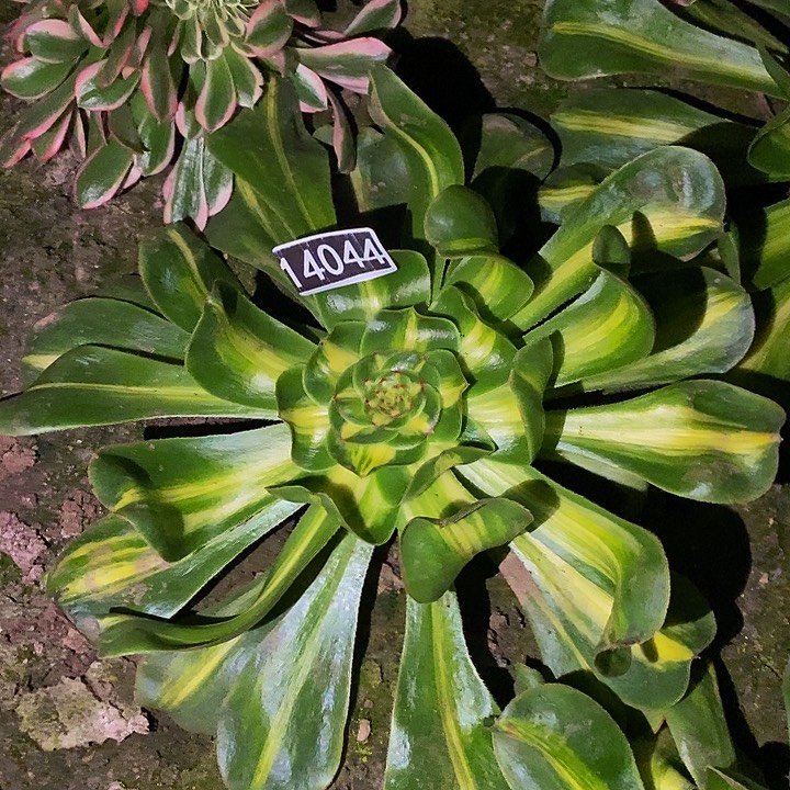 14044号暴君法师