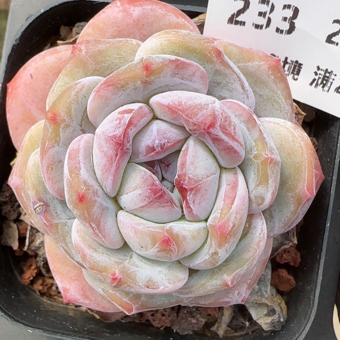 花语逸镜0214-233