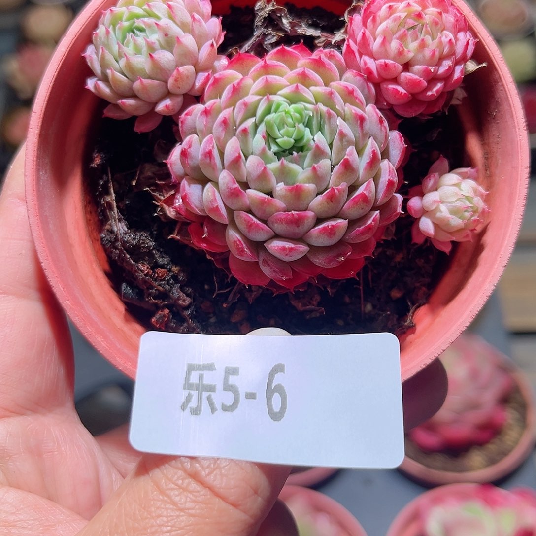 乐5-6 小红丁不包整