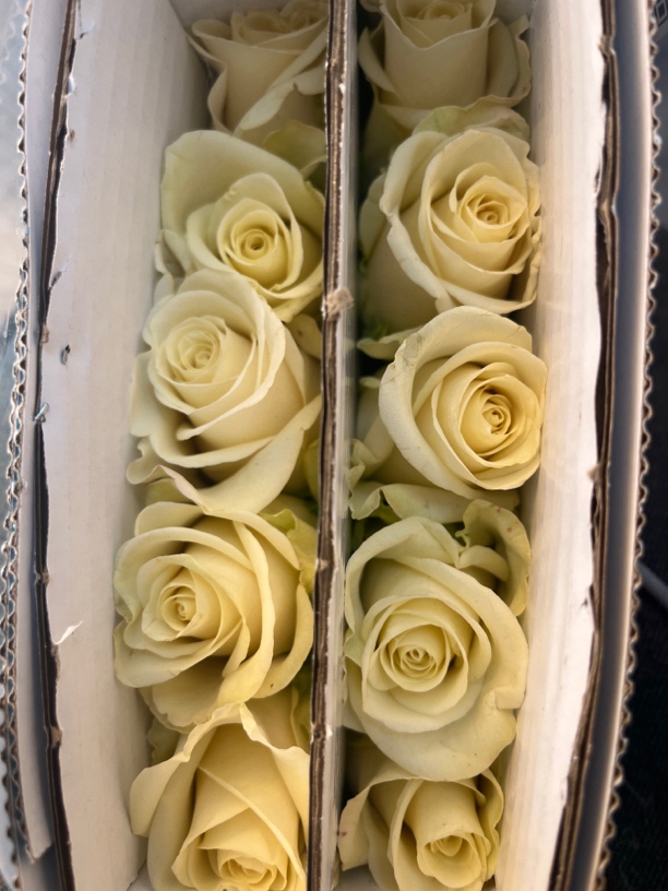 【玫瑰】小黄油 任拍三单及以上包顺空鲜切花10支装%20不售后