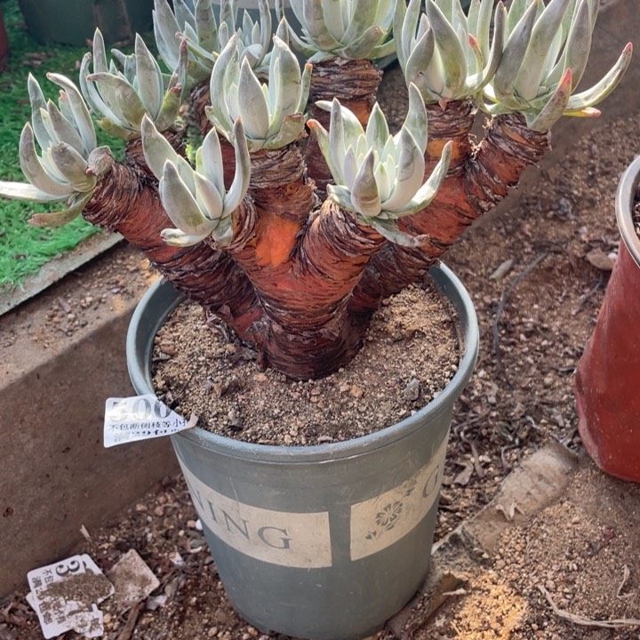 68号奥罗拉多肉植物