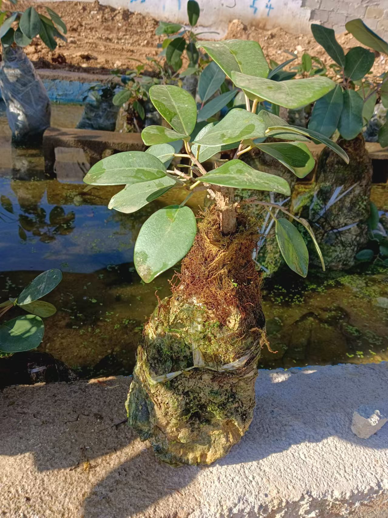 吸水石盆景盆栽小榕树