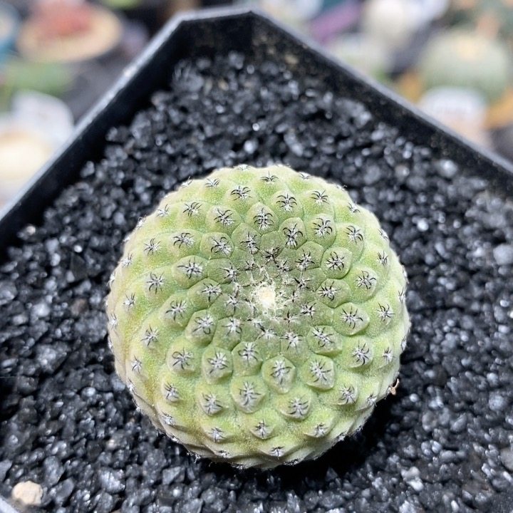 241号实生豹头玉3.2cm