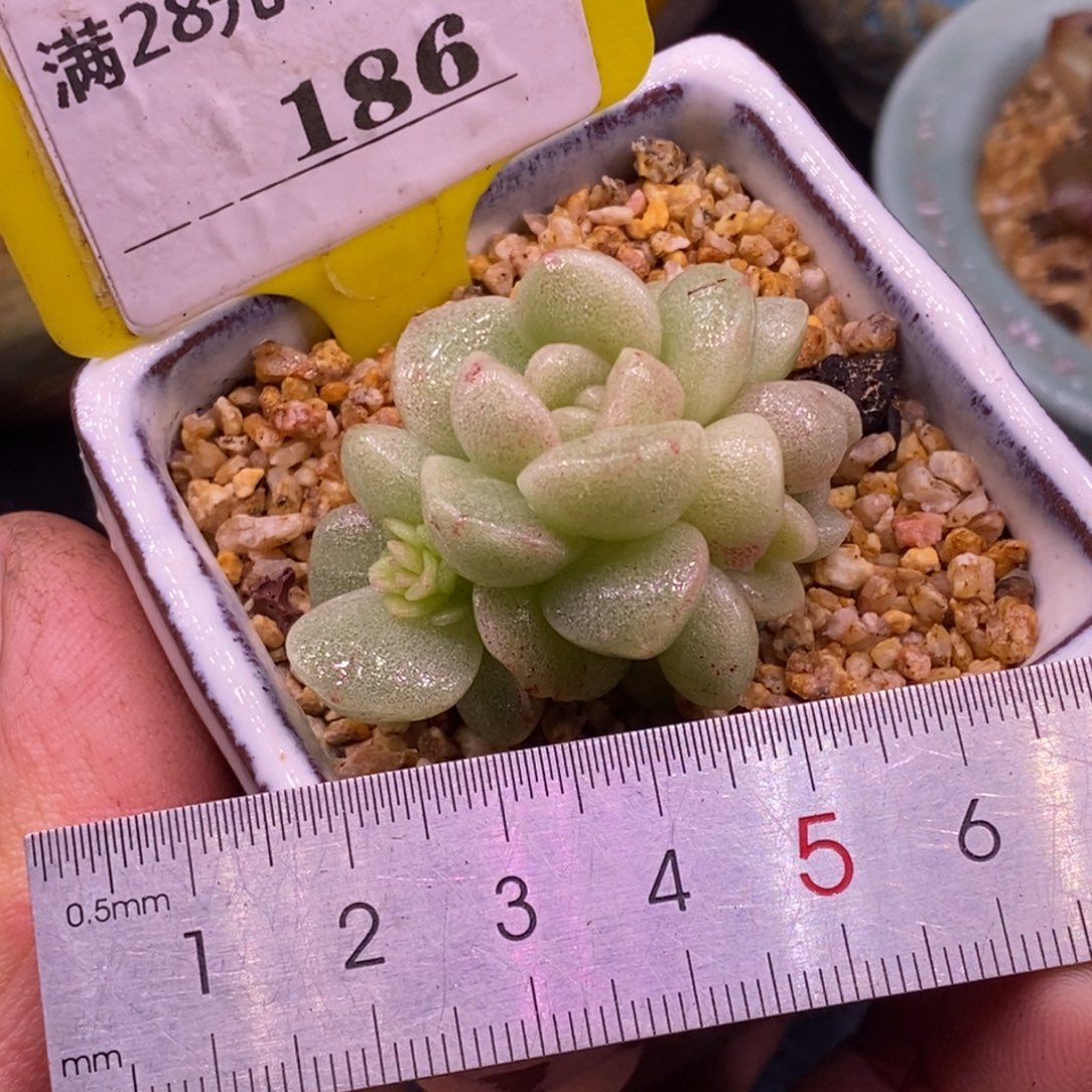 9186冰玉石化变异心带锦