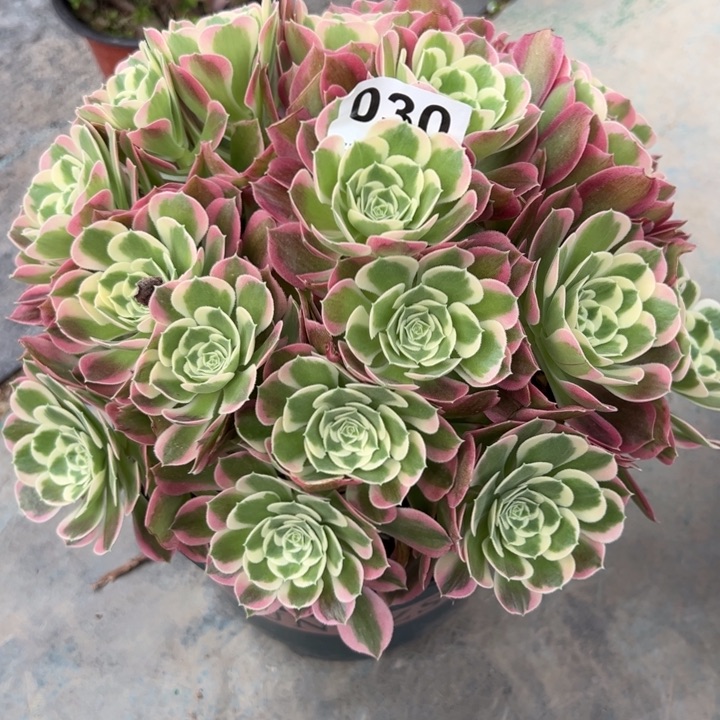 030白凤朵朵23厘米左右