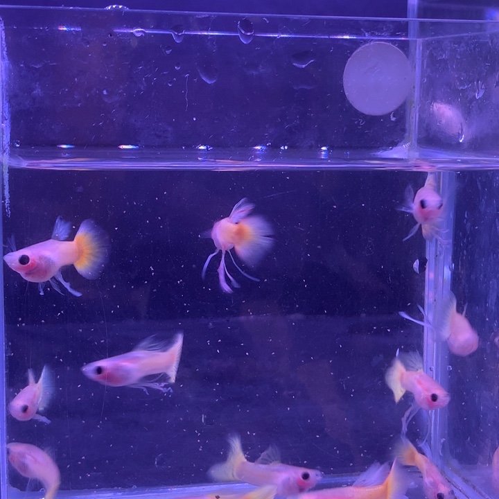 孔雀鱼黄金玻璃猫长公6条