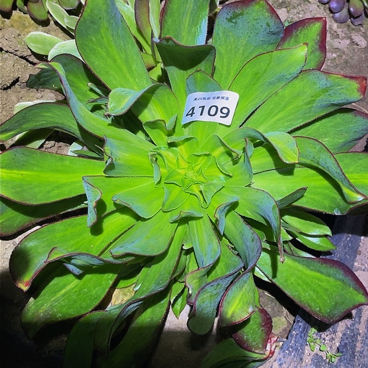 4109魅影中班多肉植物