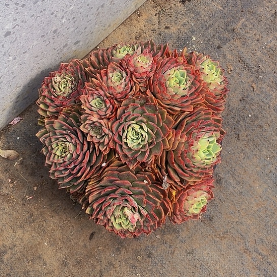 若*贝拉18020多肉