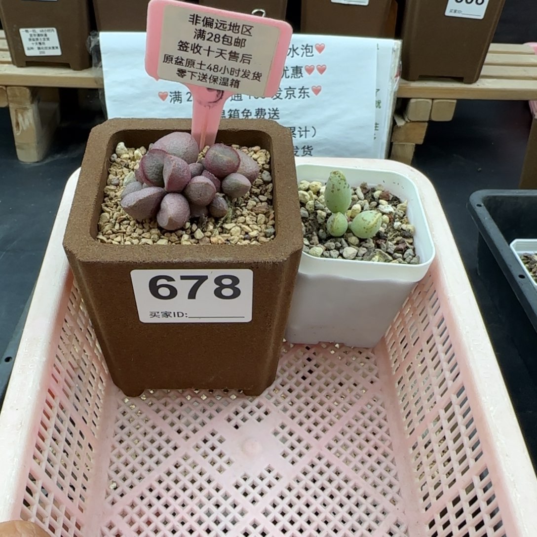 香***香678实生80黄金海报15
