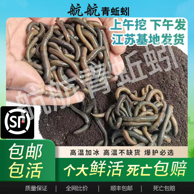 鲜活青蚯蚓黑蚯蚓特大号钓黄鳝钓鱼活体鱼饵蚯蚓包邮5米每斤