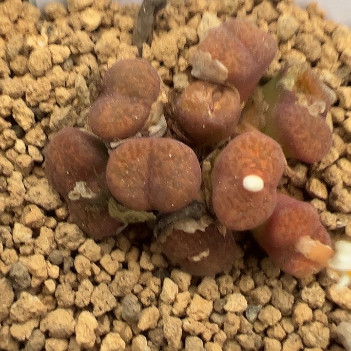 22-206肉锥多肉植物
