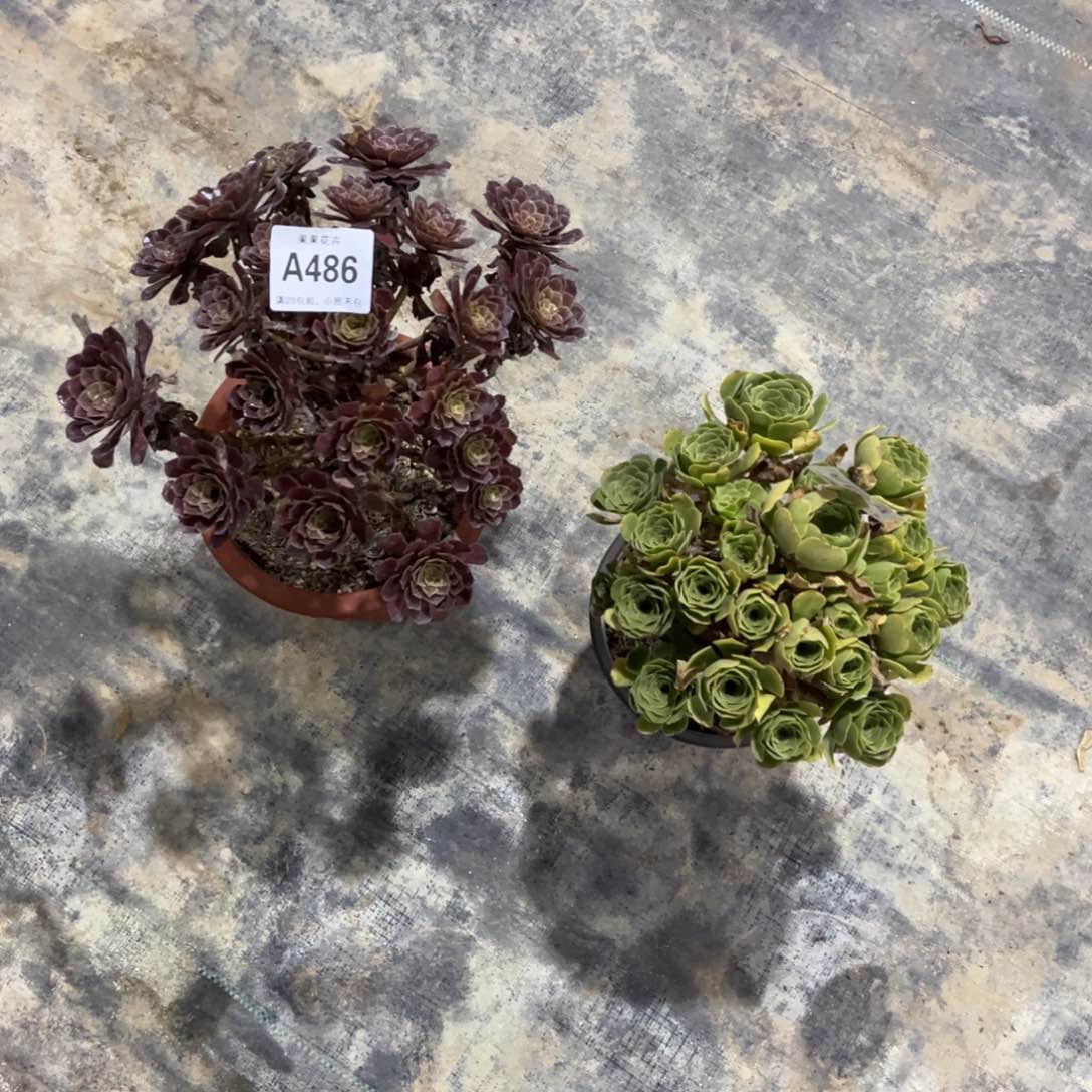 【闪购商品】活****↓套餐486415多肉