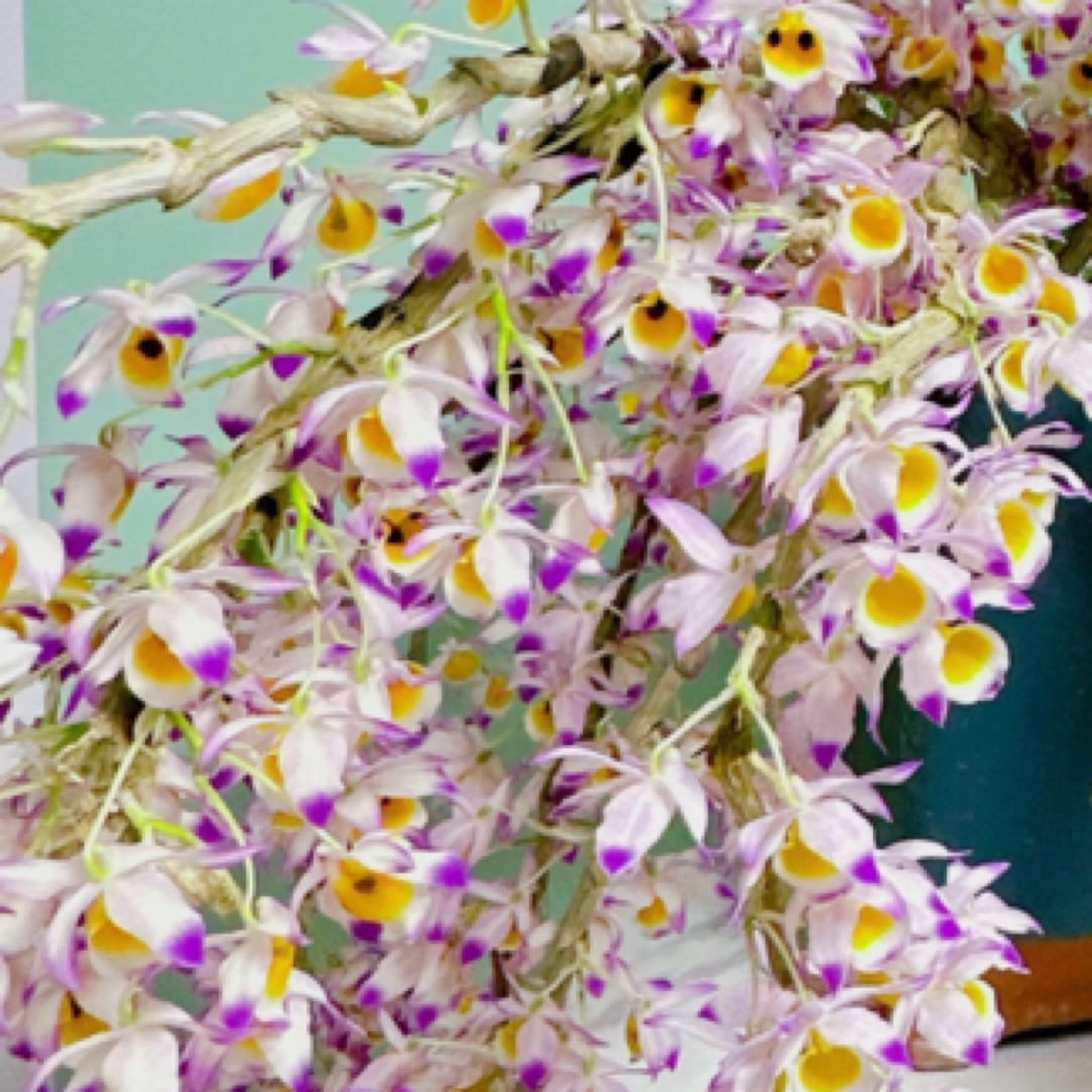 晶帽石斛兰盆栽种植适合客厅阳台好养可养室外花大花期长