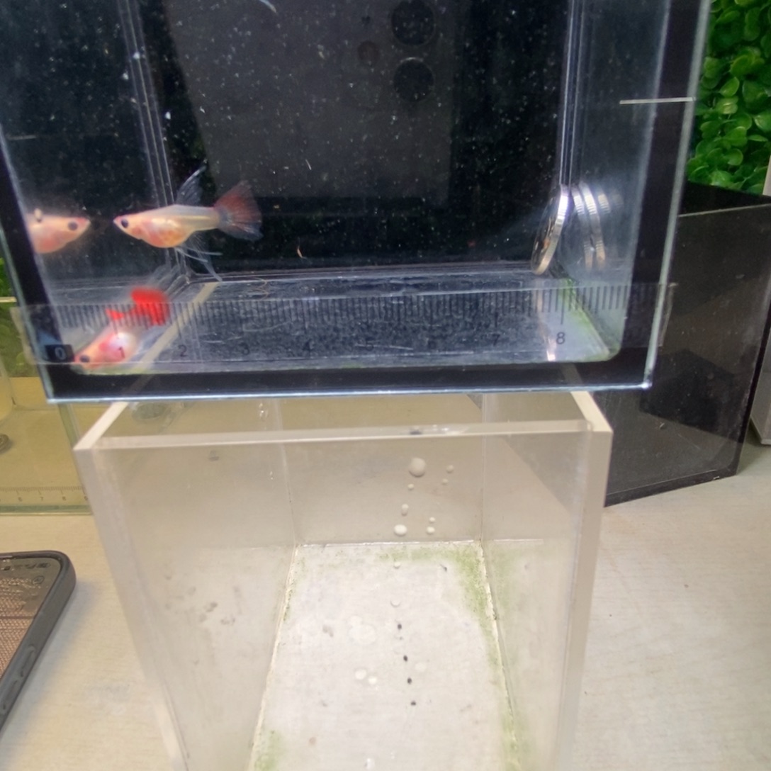 孔雀鱼红礼服玻璃猫大c一对