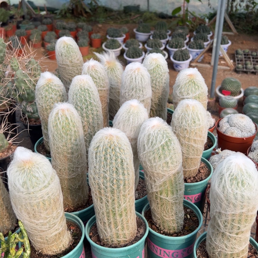 老乐柱随机一颗。   