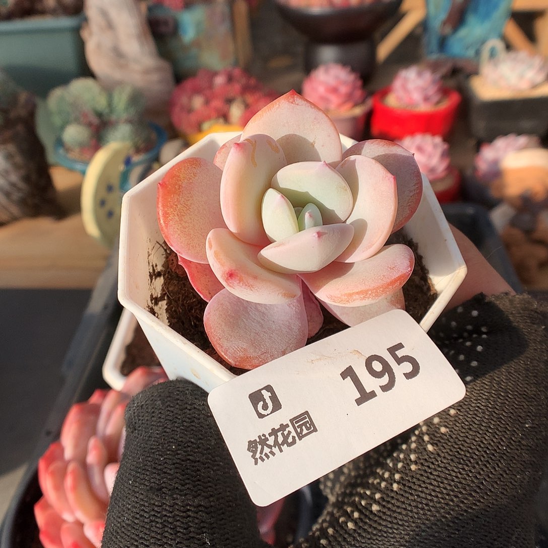 195奶茶多肉植物66666