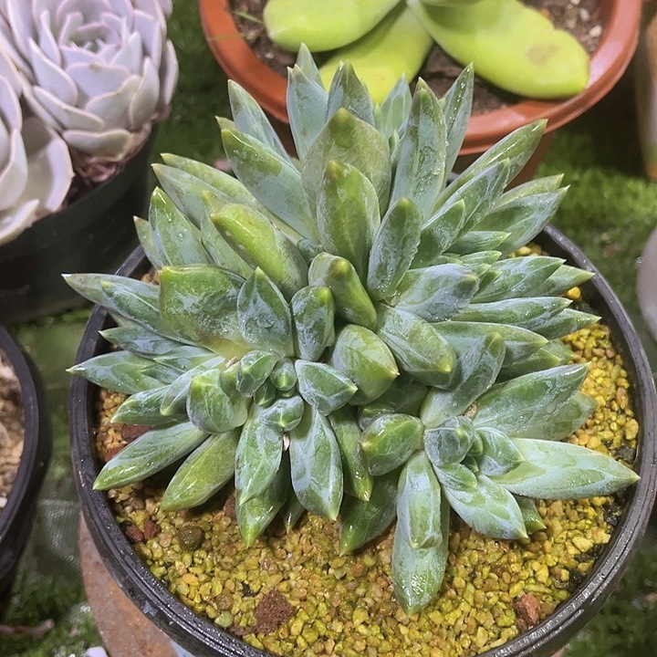 重楼大群，官服16