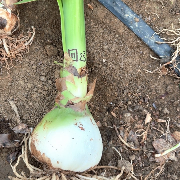 无花朵魅力四射2号开花不售后