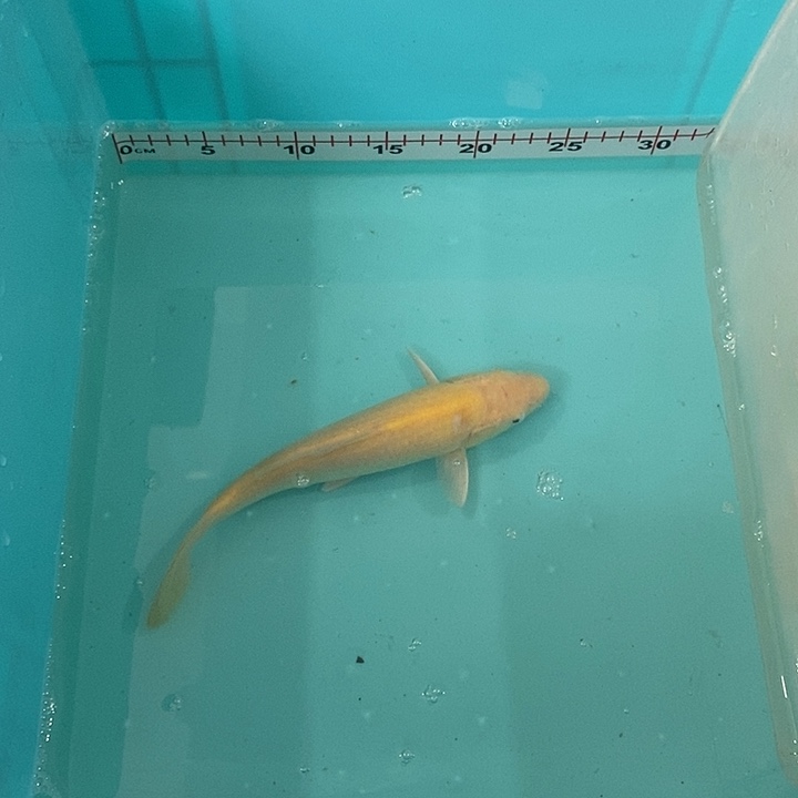 锦鲤锦鲤芥子锦鲤芥子