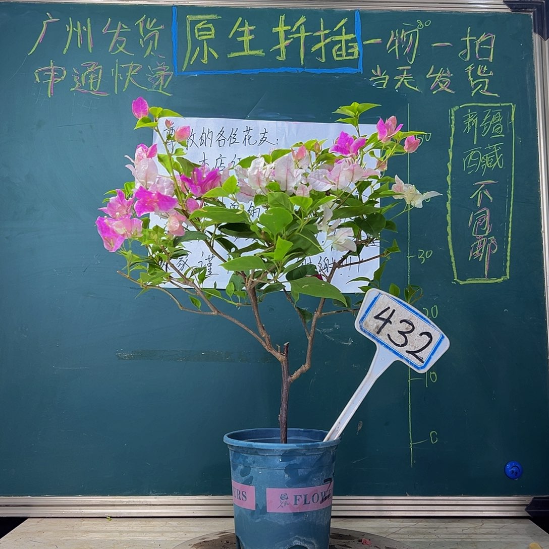 当前无花栽培后可以开花 漳红樱 432