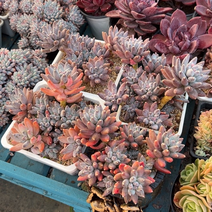 精品多肉植物老桩随机发一棵松果星空美人