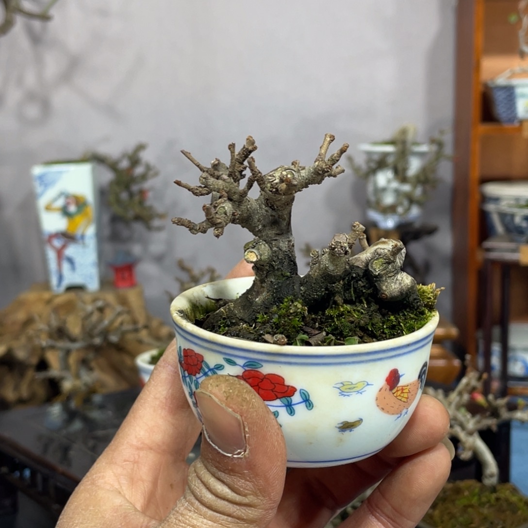 哒***师完全开放国产长寿梅