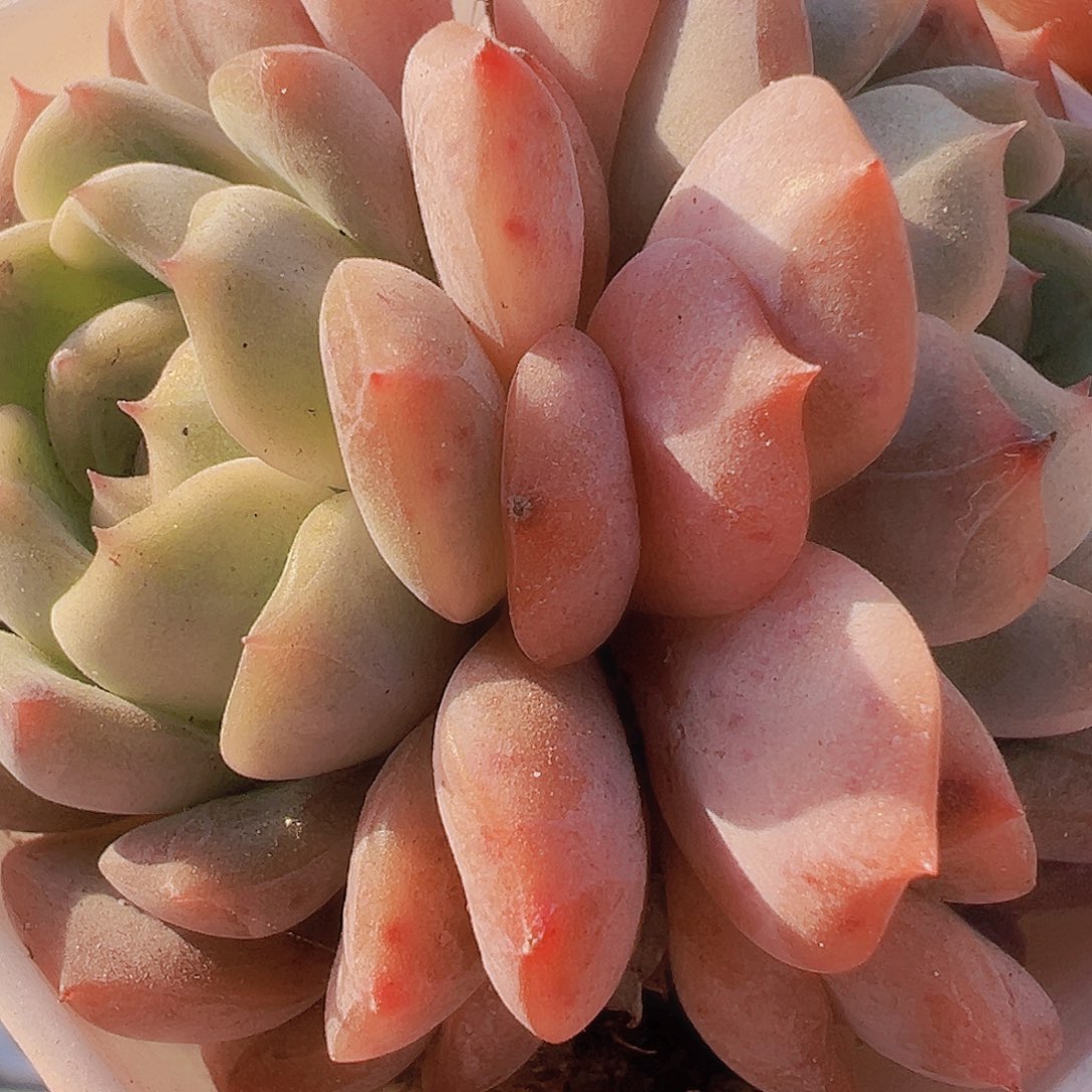 双头包子冰魄19包邮多肉