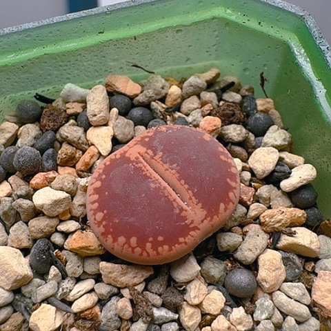 1727火印日轮带盆土发货