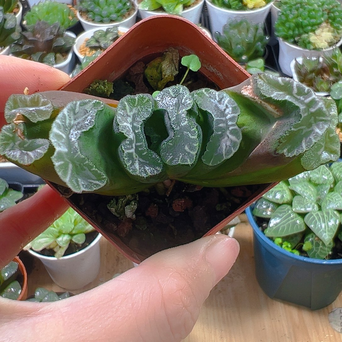 玉扇玉露多肉植物一颗