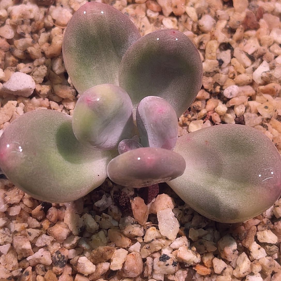 尚品园艺福利锦头盖8305