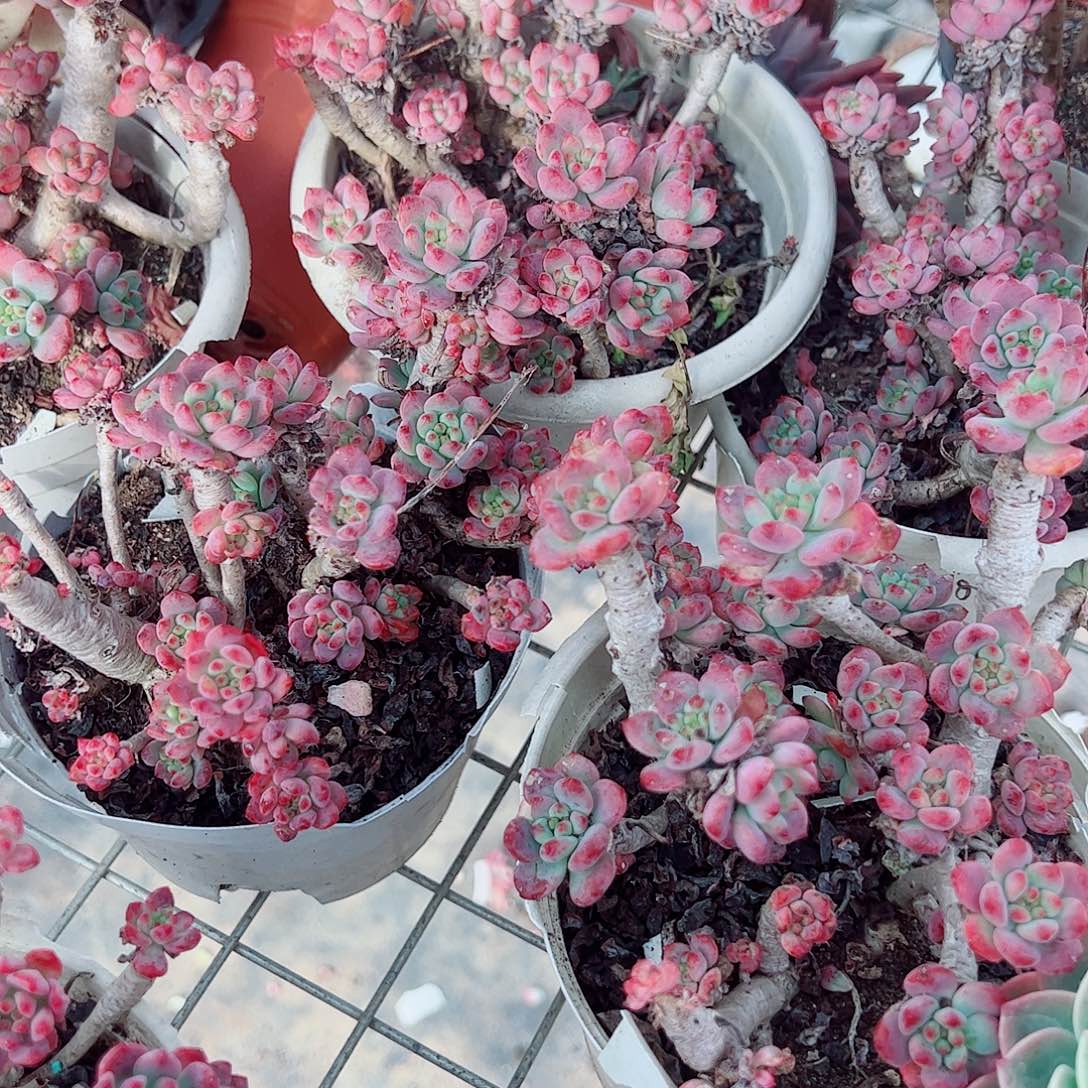 蓝苹果多头造型精品二盆