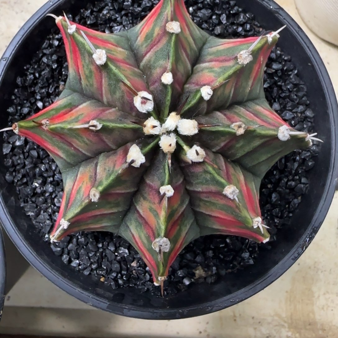 泰系实生红色肋骨锦