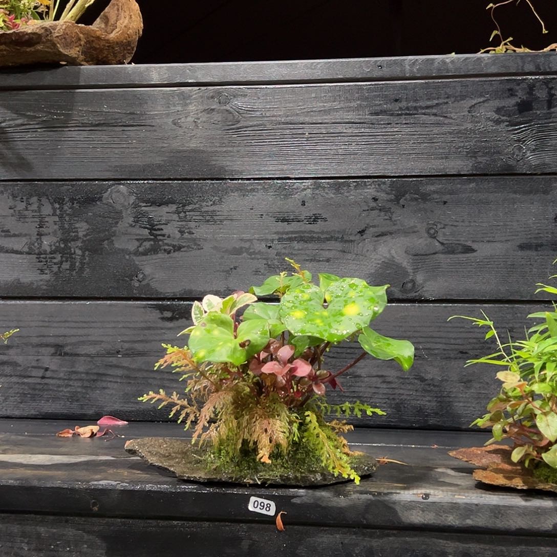 无花朵日本山野草