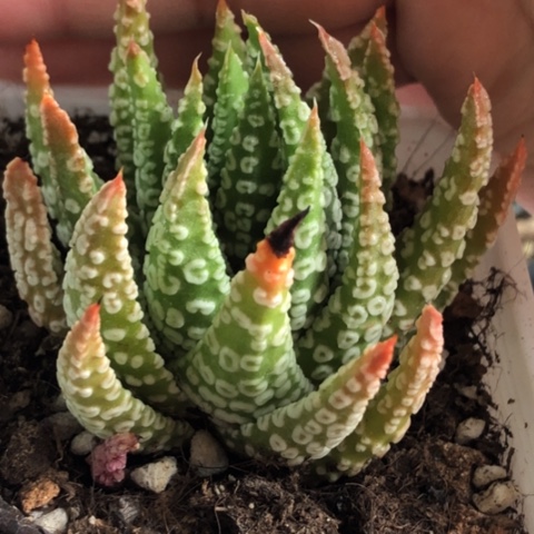 祥云硬叶带盆发货哈哈哈哈