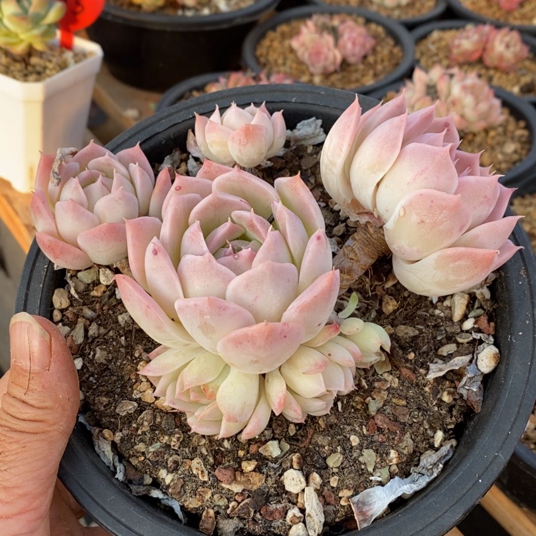 精品多肉一物一拍不包整47