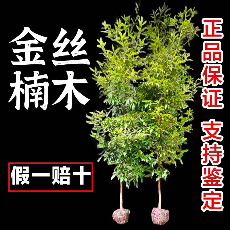 正宗四川金丝楠木小叶桢楠实拍土壤培育种植南方北方栽植发芽售后