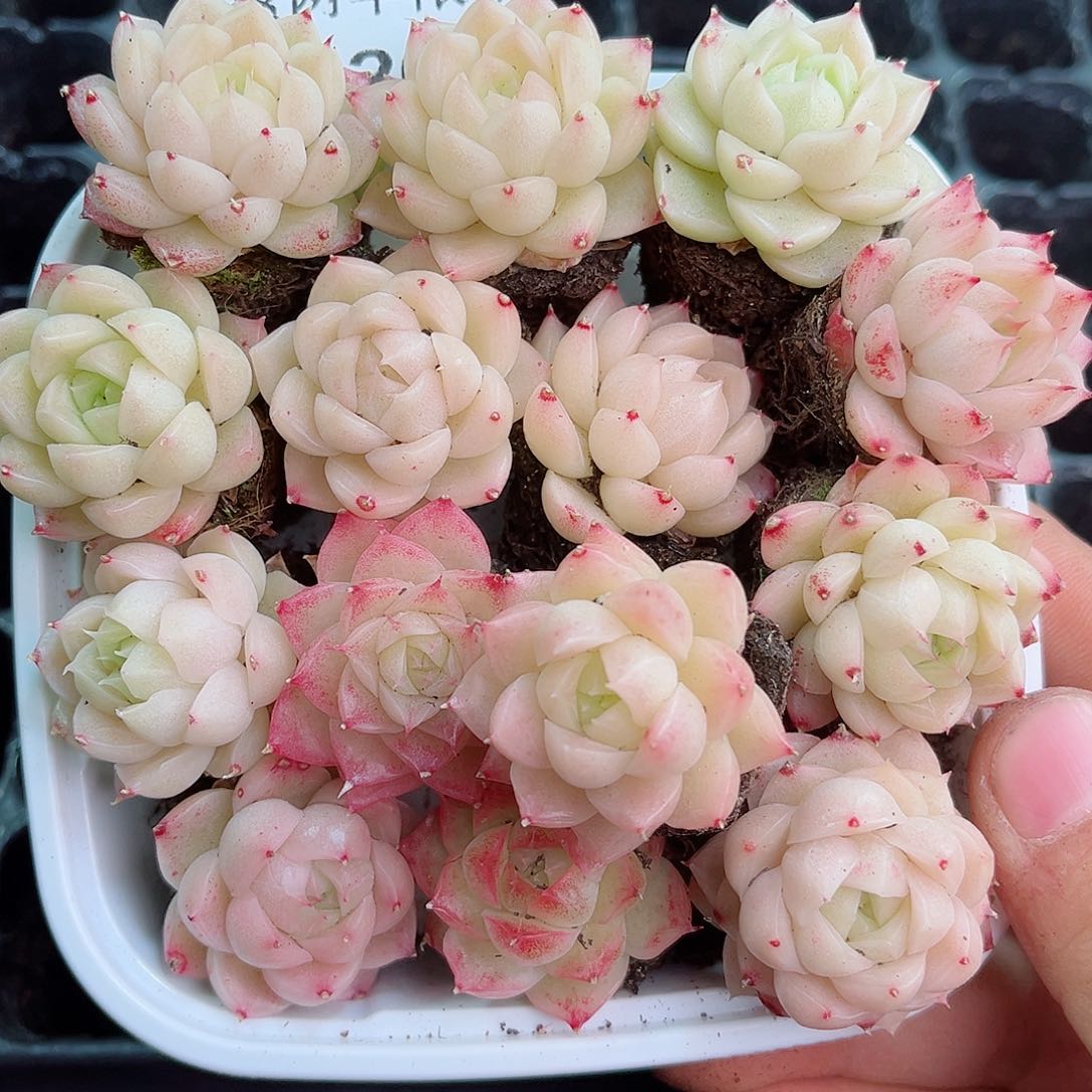 1-208 新疆西藏内蒙不发12.8包邮2-3公分多肉