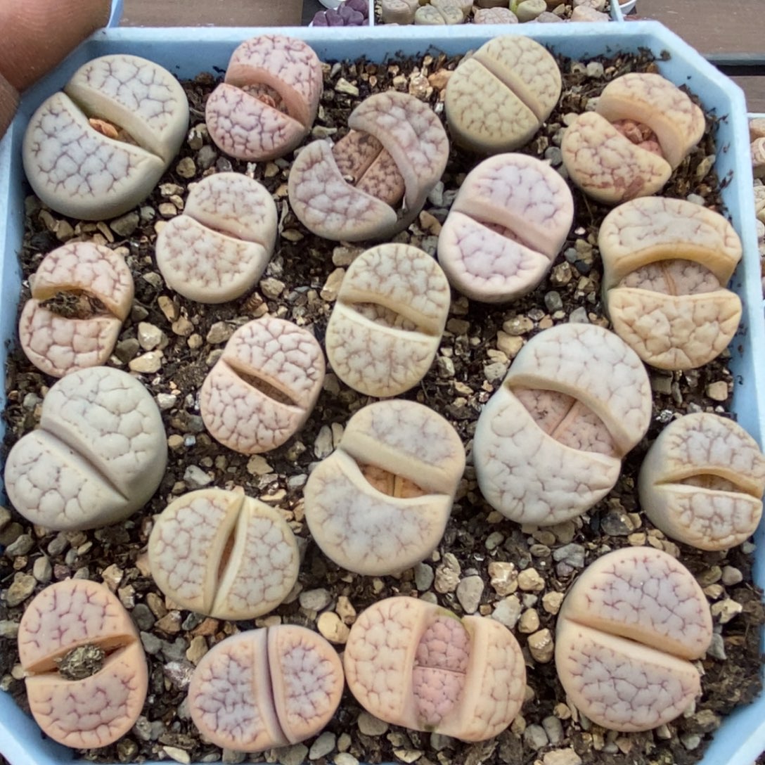 0582一盒荒带盆发