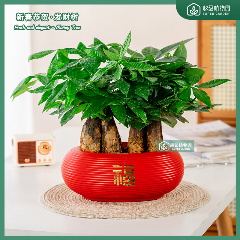 【六杆发财树】发财树盆栽室内净化空气客厅招财树喜庆好养四季植物