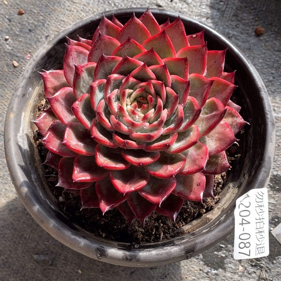 两单包邮1204-87杂