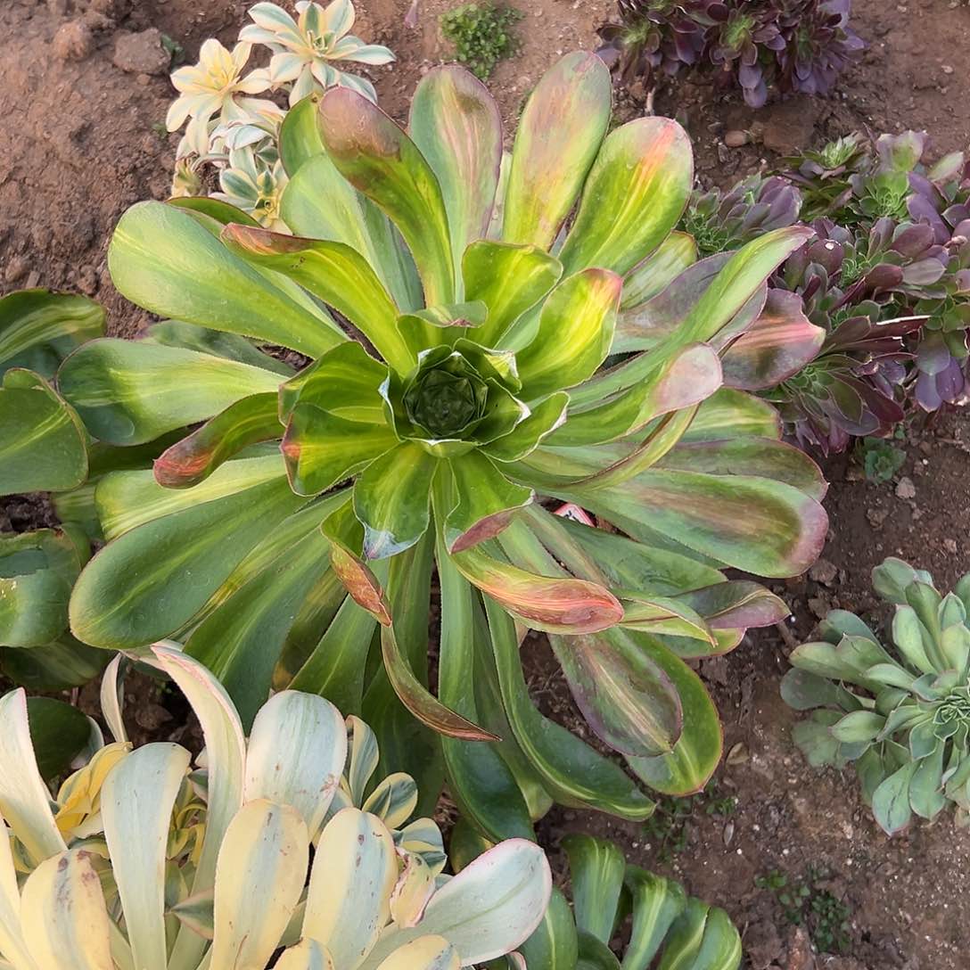 多肉植物燕姿中班
