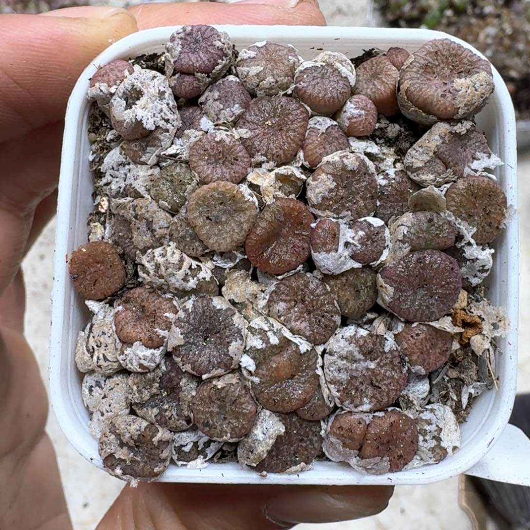 B81 多肉植物一盒。好看