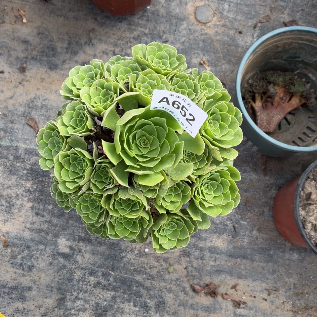 绿玫瑰652多肉法师