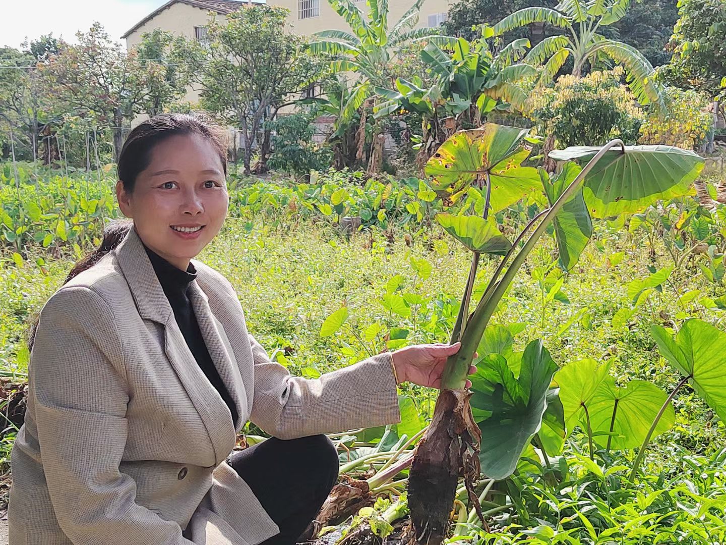【莆田涵江兴村书记助农团专属】莆田农家村民自种芋头原产地发货