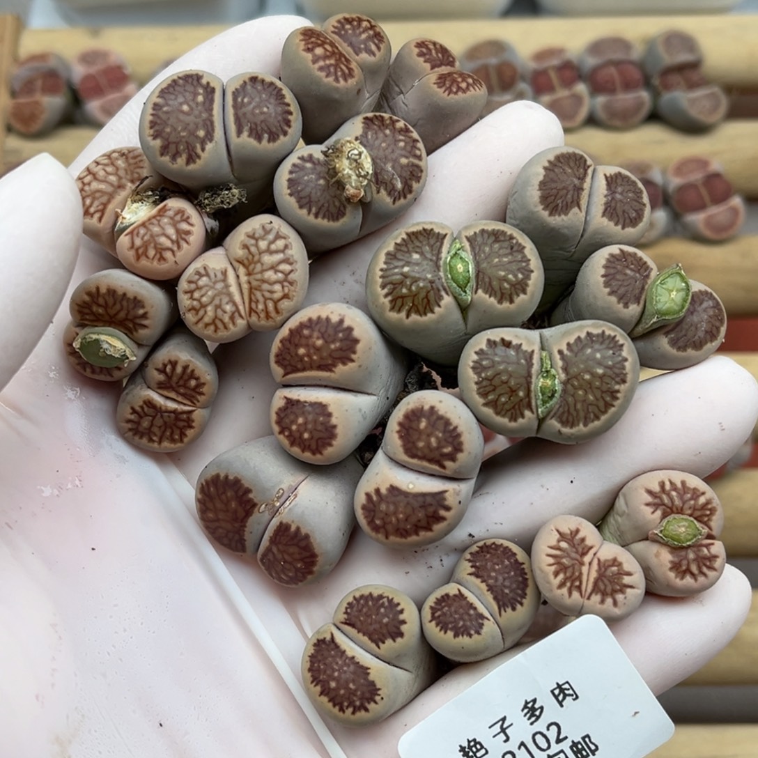 2102号一首特价母本双头菊