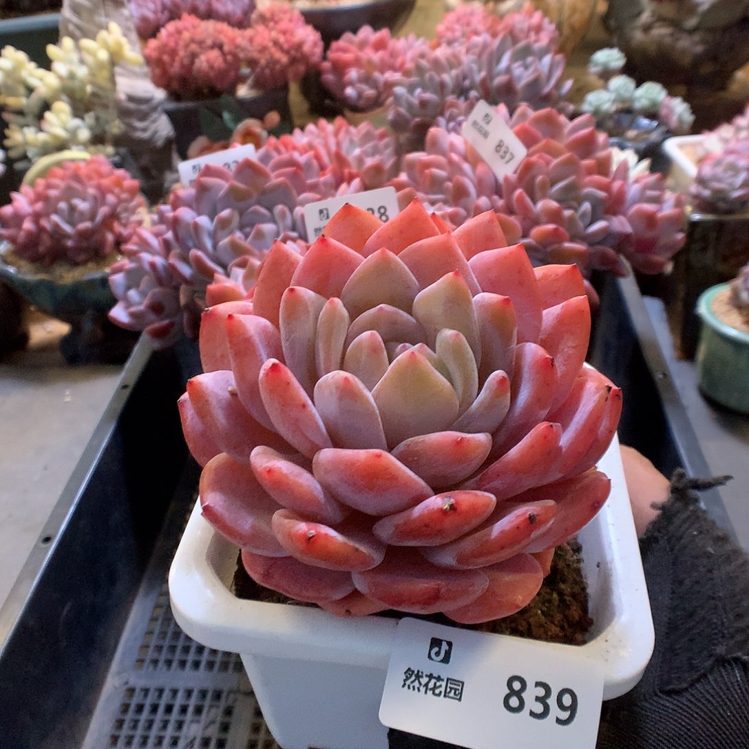 839宽橙多肉植物66666