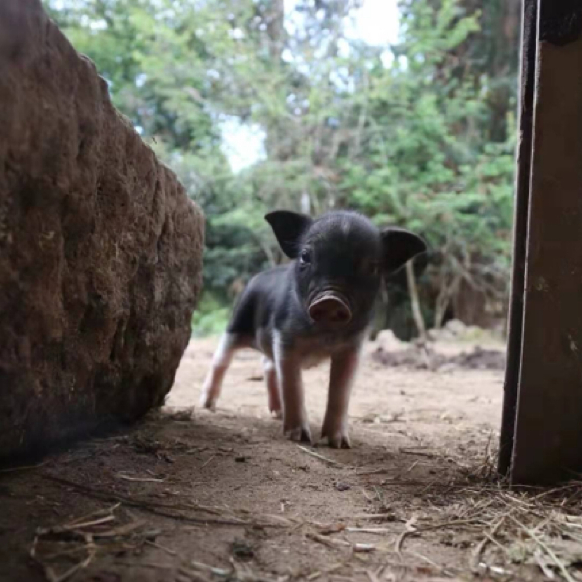 一物一拍【直播间现称现拍】老品种土猪肉